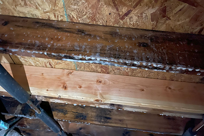 Crawl space mold removal